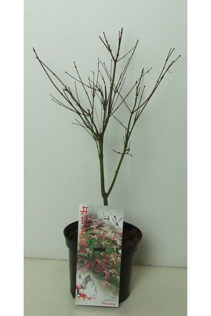 Клен віяловий Фенікс розмір